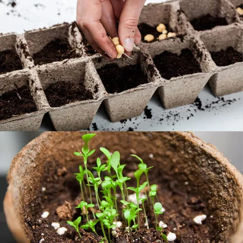 Miniatura 5 de Doter Musgo de Turba Sphagnum Orgánico, Añadido al Suelo y Enriquece las Raíces de las Plantas, Enmienda del Suelo de Jardinería y Medio de Suelo
