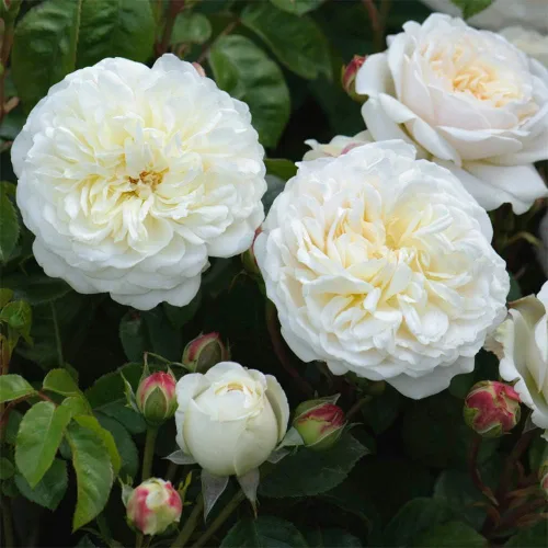Miniatura 4 de Heirloom Roses David Austin Rose Plant - Arbusto de rosa blanco Tranquillity®, planta viva para plantar al aire libre