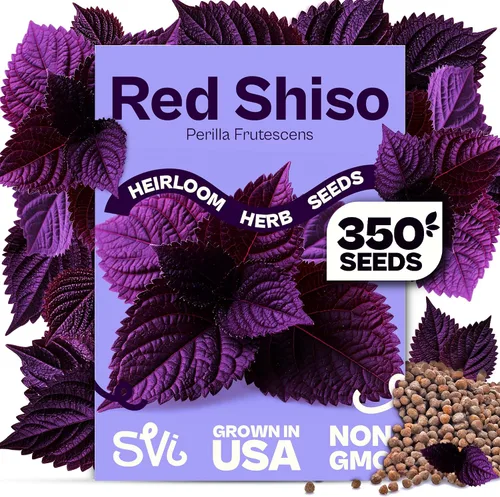 Miniatura 21 de SVI 2000 semillas de albahaca genovesa (Ocimum basilicum) - Paquetes de semillas de albahaca dulce - Semillas aromáticas de hierbas culinarias