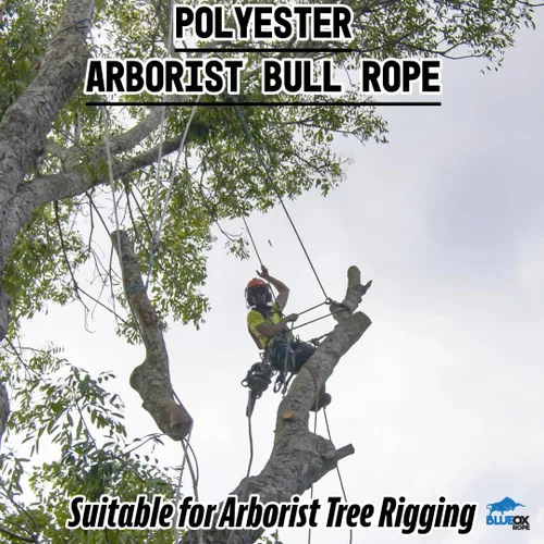 Miniatura 3 de Blue Ox Rope Cuerda de toro Arborist de 3/4 pulgadas por 150 pies, 12 portadores de 24 hebras, blanco/azul, fabricada en los Estados Unidos