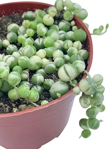 Miniatura 3 de Suculenta Viva Cadena de perlas abigarradas de 4 pulgadas, plantas suculentas vivas, plantas suculentas totalmente enraizadas, planta colgante