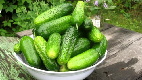 Miniatura 2 de Pepino Pepino Semillas Tipo Arbusto para Decapado Vegetal para Plantar Semillas No GMO 40