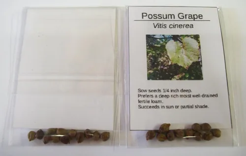 Miniatura 4 de Vitis cinerea - 10 semillas (cultivadas orgánicamente)