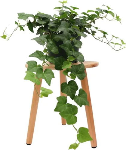 Miniatura 8 de American Plant Exchange Paquete de 2 macetas de hiedra inglesa, paquete de 2 macetas de 4 pulgadas, plantas de interior verdes y abigarradas