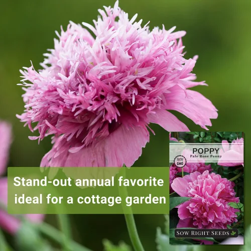 Miniatura 3 de Sow Right Seeds - Semillas de amapola de peonía de rosa pálida para plantar - Variedad anual de reliquia sin OMG - Hermosas flores de amapola