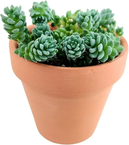 Miniatura 2 de Sedum Little Missy - Suculenta Sedum Major (maceta de plástico de 4 pulgadas) Mejor cubierta de suelo suculenta