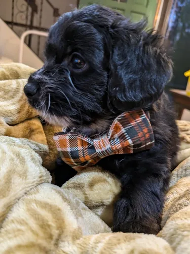 Miniatura 5 de Collar de Halloween para perro con moño de lionet paws - Lindo collar ajustable de moño de algodón para otoño con hebilla de metal para perro A: O &