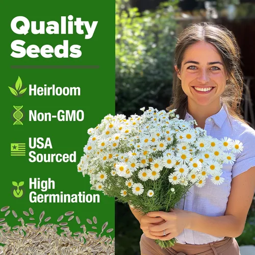 Miniatura 2 de HOME GROWN Paquete de semillas de manzanilla alemana: 4,560 semillas tradicionales para plantar jardines sostenibles y tés de hierbas medicinales