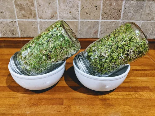 Miniatura 6 de Mezcla de ensalada de semillas germinadas de una libra. Sin OMG. Brócoli, alfalfa, rábano y frijoles mungos Nuestro paquete patentado de brotes