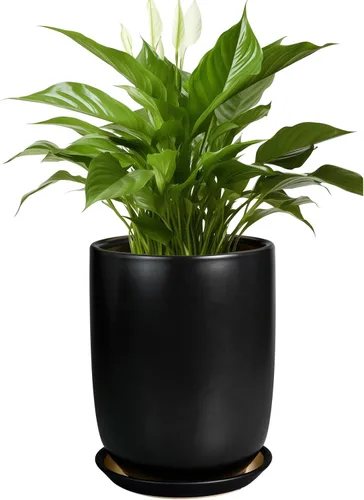 Miniatura 62 de Maceta de Cerámica para Plantas de Interior de 5 Pulgadas - Maceta Redonda para Plantas Suculentas con Agujero de Drenaje y Platillo, Decoración