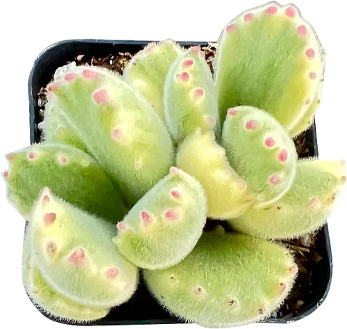Miniatura 11 de Sprout N Green Echeveria White Ice, maceta viva rara suculenta en maceta de 2 pulgadas, planta de casa real para recuerdos de fiesta, hogar
