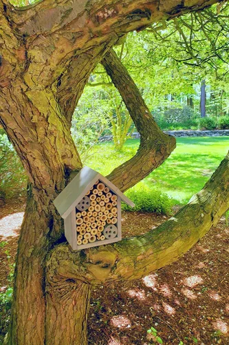 Miniatura 6 de Cestari Bamboo Tube Bee Hotel para abejas solitarias - Atrae polinizadores suaves a tu jardín con una abeja de madera segura certificada FSC
