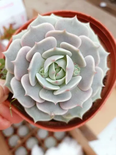 Miniatura 7 de Sprout N Green Echeveria Lola, suculenta viva totalmente enraizada en maceta de 2 pulgadas con tierra, planta de interior y exterior, hogar