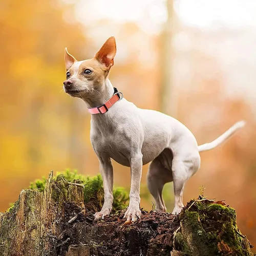 Miniatura 6 de Roses&Poetry - Collar de perro reflectante con patrón de color rosa pálido degradado, collares ajustables y duraderos para perros pequeños, medianos