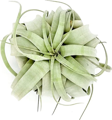 ragnaroc Plantas de aire - Tillandsia Xerographica, grande 5-7 pulgadas - 1ct - Llegada viva garantizada - Plantas de interior para decoración del