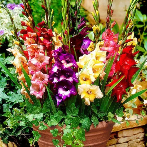 4 bombillas de gladiolos de gladiolos mixtos de gladiolos, colección de colores de arcoíris de flores grandes, colores de verano, para jardines.