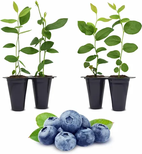 Miniatura 7 de Planta de Arándano Rosa Limón Viva en venta (Paquete de 4) Plantas fáciles de cultivar Planta de fruta comestible para vida sostenible Cultiva
