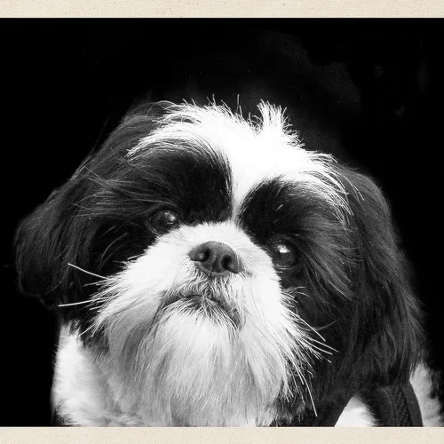 Miniatura 2 de CafePress Shih Tzu Fine Art Sandy Tote Bag Canvas Tote