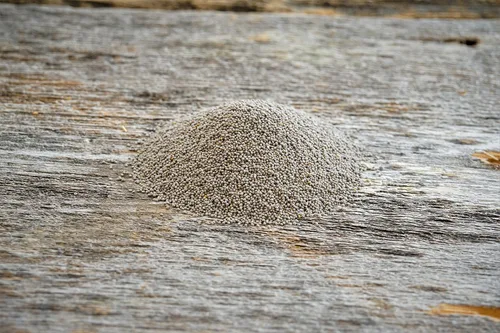 Miniatura 3 de Hale Habitat & Seed Ladino White Clover - Semilla de parcela de alimentos, 5 libras, perenne