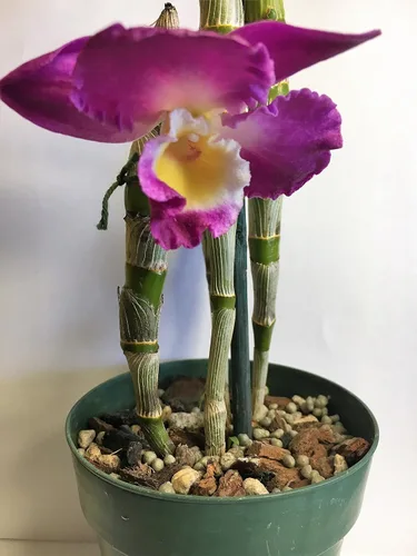 Miniatura 9 de Nutricote - Alimento para orquídeas de Orchid Nerd, 15 onzas (Orchid Ferlizer) 18-6-8 liberación lenta