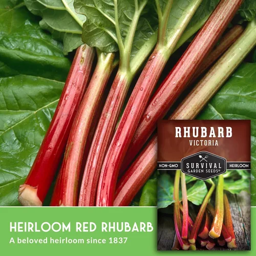 Miniatura 3 de Victoria - Semillas de ruibarbo para plantar, vegetal perenne tradicional con tallos rojos agrios, plantas resistentes al frío para jardines