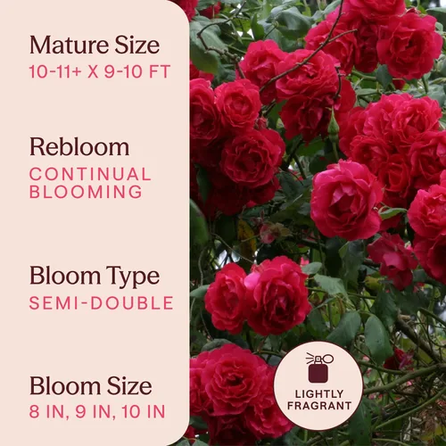 Miniatura 6 de Rosas trepadoras tradicionales, planta de raíz viva para jardín al aire libre, resplandor, ligeramente fragante, zonas de rusticidad 5-10, floración