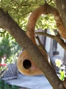 Miniatura 5 de Semillas de calabaza Birdhouse - Semillas de calabaza, paquete de 25 semillas, producto estadounidense.
