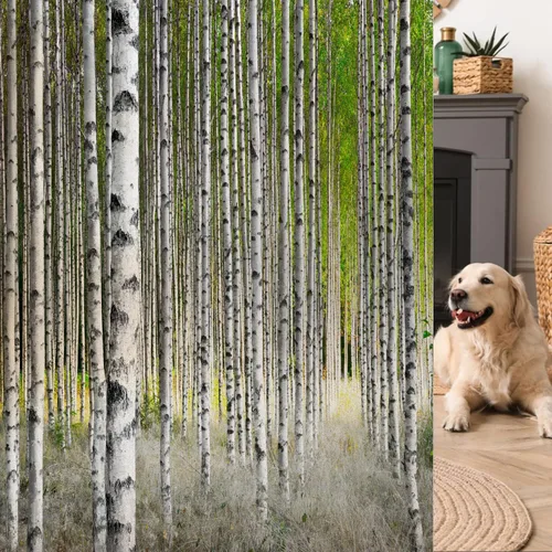 Película decorativa de privacidad para ventana, control de calor, bloqueo solar, protección UV, diseño de bosque de abedul, adherencia estática,