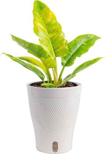 Miniatura 22 de Costa Farms – Planta de Pothos Albo Variegado viva en maceta auto-regante, purificadora de aire para interior, perfecta para decoración del hogar