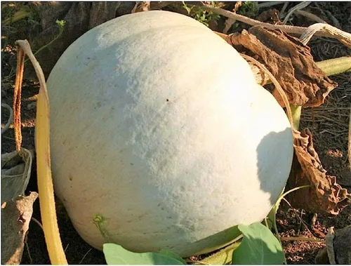 TomorrowSeeds - Semillas de calabaza blanca Lumina - Más de 10 unidades - para plantar Halloween otoño tallado fantasma Casper oso polar Calabaza de