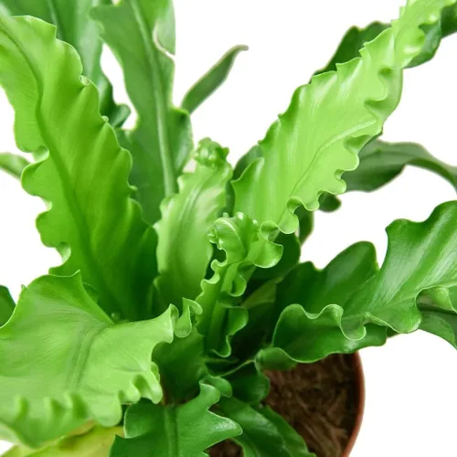 Helecho Birdsnest japonés Victoria - Planta viva en una maceta de 6 pulgadas - Asplenium Nidus Antiquum 'Victoria' - Helechos raros y exóticos de