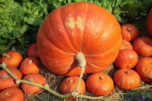 Miniatura 2 de Big Max Pumpkin Seeds50 unidades, marca "COOL BEANS N SPROUTS". Reliquia. Sin OMG. Jardinería doméstica.