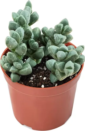 Miniatura 5 de Sprout N Green Aeonium - Almohadilla de lirio, planta suculenta viva totalmente enraizada en maceta de 4 pulgadas, oficina en casa, decoración