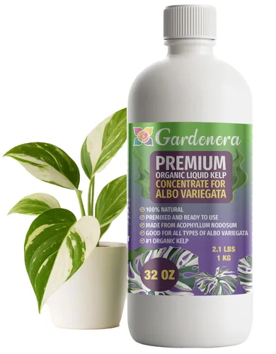 Miniatura 12 de GARDENERA Superalimento orgánico prémium de algas marinas y algas marinas para plantas AGLAONEMA, 8 onzas, concentrado de fertilizante líquido