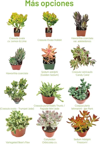 Miniatura 7 de 4" Plantas suculentas vivas Tradescantia Nanouk, suculentas en maceta de fácil cuidado, planta de interior, regalos únicos, decoración para el hogar