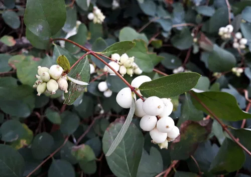 Más de 50 semillas de arbustos de bayas de nieve, semillas sin OMG, cultivadas y enviadas desde Iowa. Fabricado en Estados Unidos
