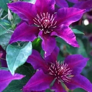 50 Semillas de Clemátide Rosa Púrpura Oscuro Floración Floración Escalada Flores Perennes Semillas Flor Flor Vid Escalada Perenne