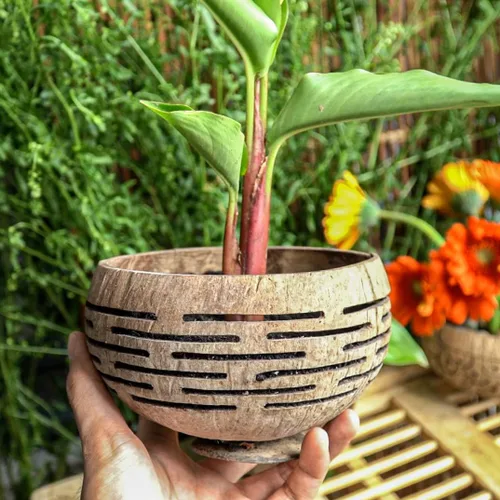 Miniatura 2 de Rainforest Bowls Horizons - Maceta de coco con orificio de drenaje, perfecta para suculentas, flores, plantas pequeñas, jardines interiores