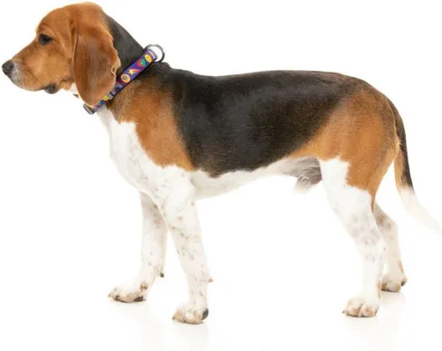 Miniatura 2 de FuzzYard Collar de perro de alta puntuación ajustable con cierre de seguridad (talla S)