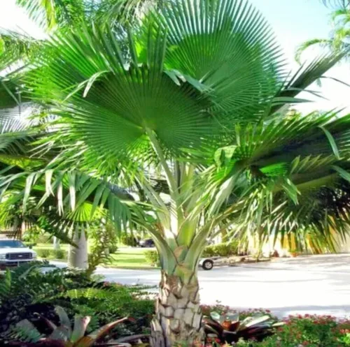 Miniatura 6 de 30 semillas de palmera de abanico, Washington Filifera, planta de hoja perenne de rápido crecimiento