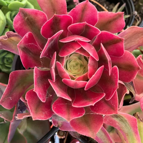 Miniatura 10 de Blissful 5 Rosetas de Aeonium de 2 a 6 pulgadas, raras 5 variedades únicas. Fácil de cultivar, tolerante a la sequía y perfecto para regalos