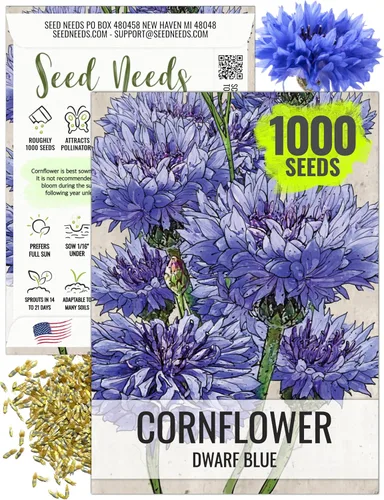 Seed Needs, Semillas de aciano azul enano, 1500 semillas para plantar Centaurea cyanus, flores silvestres polinizadas abiertas para cultivar un