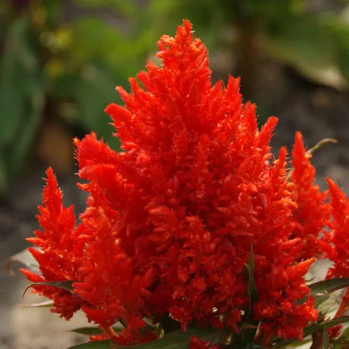 Miniatura 2 de 2500 Celosia plumosa Semillas de Flor 'Plumas Escarlata' Rojo
