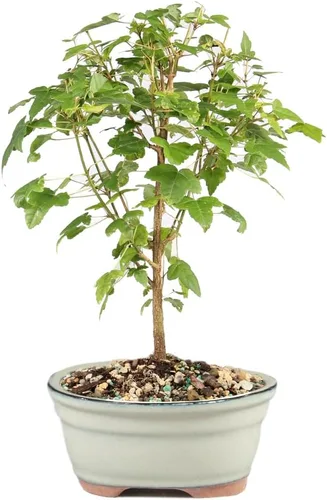 Miniatura 13 de Brussel's Bonsai Árbol bonsái de ciruela dulce china viva, 5 años, 6 a 10 pulgadas, bonsái de interior en maceta de bonsái de cerámica