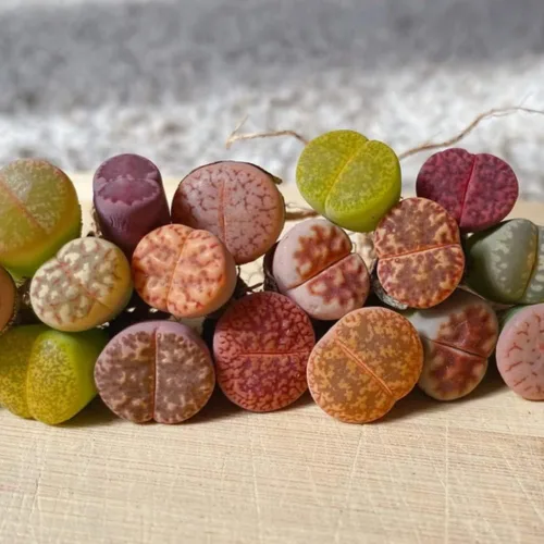Miniatura 3 de Lithops - 10 plantas vivas de Lithops, plantas suculentas vivas, piedras vivas, plantas suculentas grandes, a granel