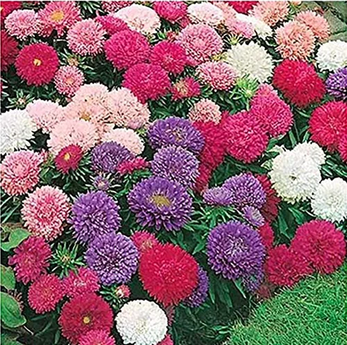 Miniatura 4 de 13,00 polinizadores que atraen semillas de flores silvestres, 1 onza, atrae abejas, mariposas y otros insectos beneficiosos, mezcla de rodillas