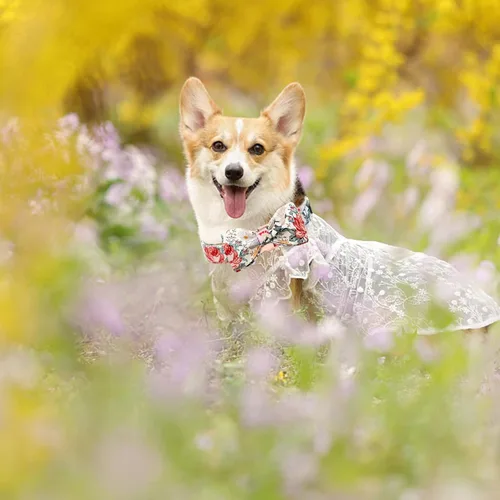 Miniatura 6 de Elegante collar para perro con moño Floral Vintage, cómoda pajarita para perro, collar de perro con lazo Collar ajustable para perros pequeños
