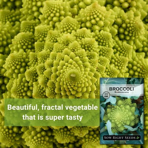 Miniatura 3 de Sow Right Seeds - Semillas de brócoli Romanesco para plantar - Paquete de reliquia sin OMG con instrucciones para plantar un huerto doméstico al