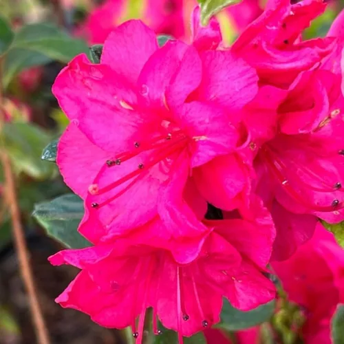 Miniatura 11 de Grandes plantas de rododendro blanco brillante de 1 galón vivas, plantas de azalea de 1 a 3 años de edad, arbustos vivos para plantar, muy bien