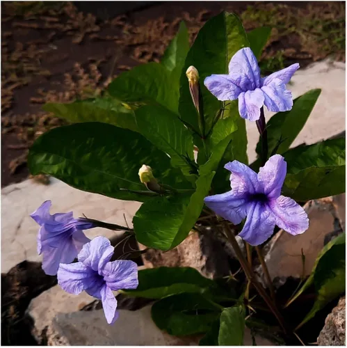Miniatura 3 de Everwilde Farms - Semillas de flores silvestres nativas de petunia silvestre de 1 onza - Gold Vault